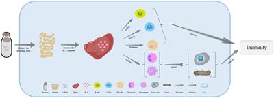 Nutritional ingredients and prevention of chronic diseases by fermented koumiss: a comprehensive review